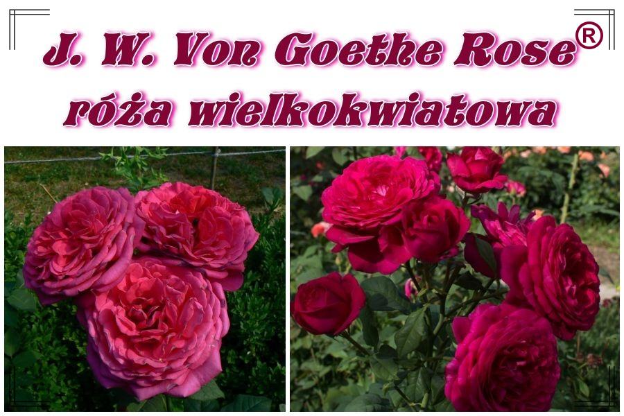 J. W. VON GOETHE ROSE róże wielkokwiatowe kol